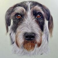 Colour Pencil Pet Portrait, a German Wirehaired Pointer Cross Border Collie Dog, hand drawn realistic animal art, drawn from a photo, Pet Portrait Artist