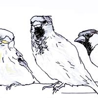 Sparrows. Ink on paper