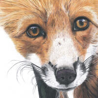 Close up of 'Fox'