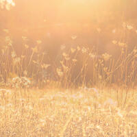 Meadow grasses, golden hour, digital composite photography