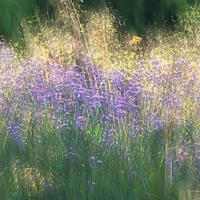 Layered photograph images of grasses and flowers