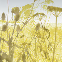 digital collage of hogweed and teasel seed heads against fields of ripening grain in August.