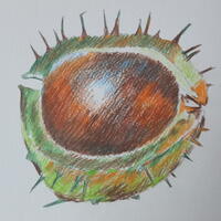 Horse chestnut, coloured pencil.