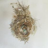 Birds nest on vellum