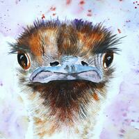 Ostrich in watercolour