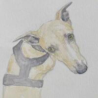 Golden whippet looking over their shoulder