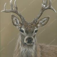 Jo Chesney Young Stag in Acrylic. Wildlife Painting.