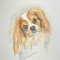 King Charles Spaniel puppy - coloured pencil 