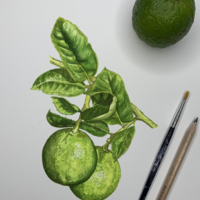 "Limes" watercolour