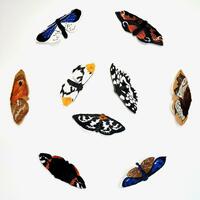 Eclipse is a series of woven moths with the patterns of garden butterflies, the moths are displayed to create a circle