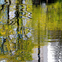 Yellow & Green Reflections, limited ed print