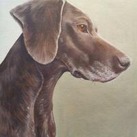 Maddie by Jo Chesney. German Shorthaired Pointer portrait in acrylic on canvas