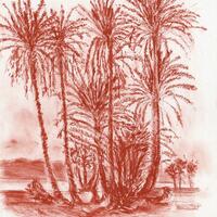 Palm Trees, Sharm El -Sheikh