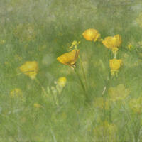 buttercups, composite layers of digital photos, impressionism