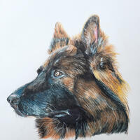 Alsatian Dog. Hand drawn pet portrait created with pencil and pro markers