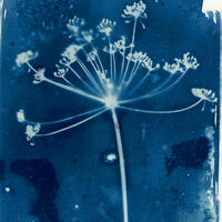 Wet cyanotype print