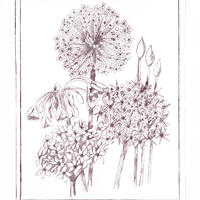 Alliums - dry point etching