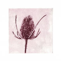 Teasel dry point etching
