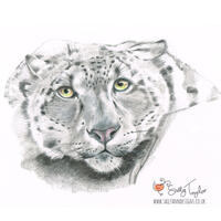 Snow Leopard graphite pencil and colouring pencil.