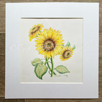 Original Coloured Pencil Illustration - Three Sunflowers - Wall Art - Wall Decor - Gift - By UK artist - Supplied with white mount. 