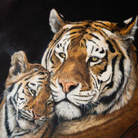 Tiger Love, Oil Painting on canvas 24x18" 