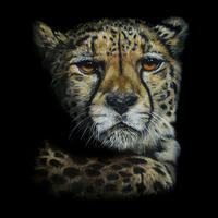 Amber Gaze, Cheetah with amber eyes, cheetah on black background, cheetah face, close up,