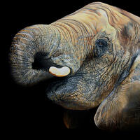 Ele, Elephant painting, TPinnington, elephant, wildlife art