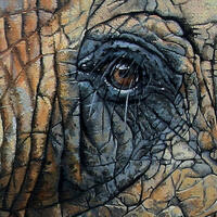 Close up, details, Elephant painting close up, TPinnington, elephant, wildlife art, elephant eye
