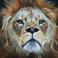 Fierce Nobility, Lion head, Male Lion, Close up of a lion head, African wildlife art