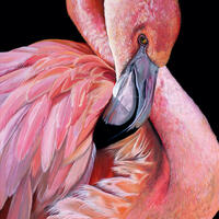 Flamboyant, Flamingo, Flamingo painting, TPinnington, pink ,wildlife art, Bird, Bird art