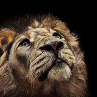 Lion, Male Lion, Lion looking up to right, Hope, TPinnington, wildlife art, 