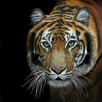 Indrah, TPinnington, Tiger stalking, Tiger face, Tiger emerging from the darkness