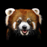 Rondo, TPinnington, Red Panda, red panda close up, Red panda face, Red panda with tongue out
