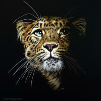 Spellbound, TPinnington, Leopard face, right hand side in shadow, Blue eyes, wildlife art