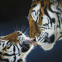 Tiger and cub, Tiger cub licking mums nose, Back lit, A tender moment between a mother tiger and her cub, black/blue background, TPinnington, Wildlife Art