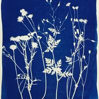 cyanotype, wildflowers, deep blue background