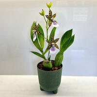 Crepe Paper Zygopetalum Orchid Plant