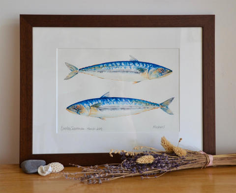 Mackerels  Watercolour  Framed size 18 x 14 inches  £150