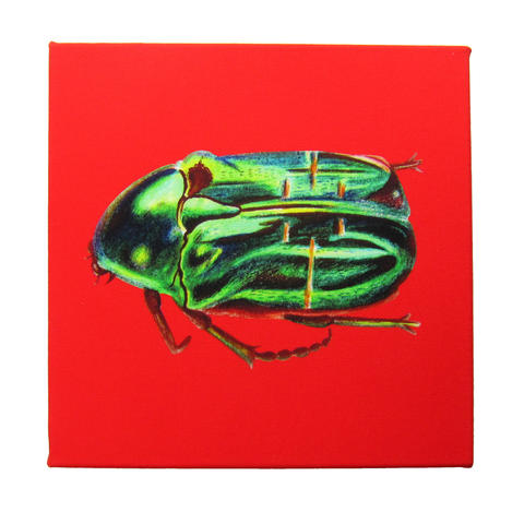 Rose Chaffer Canvas, digitally printed on cotton canvas