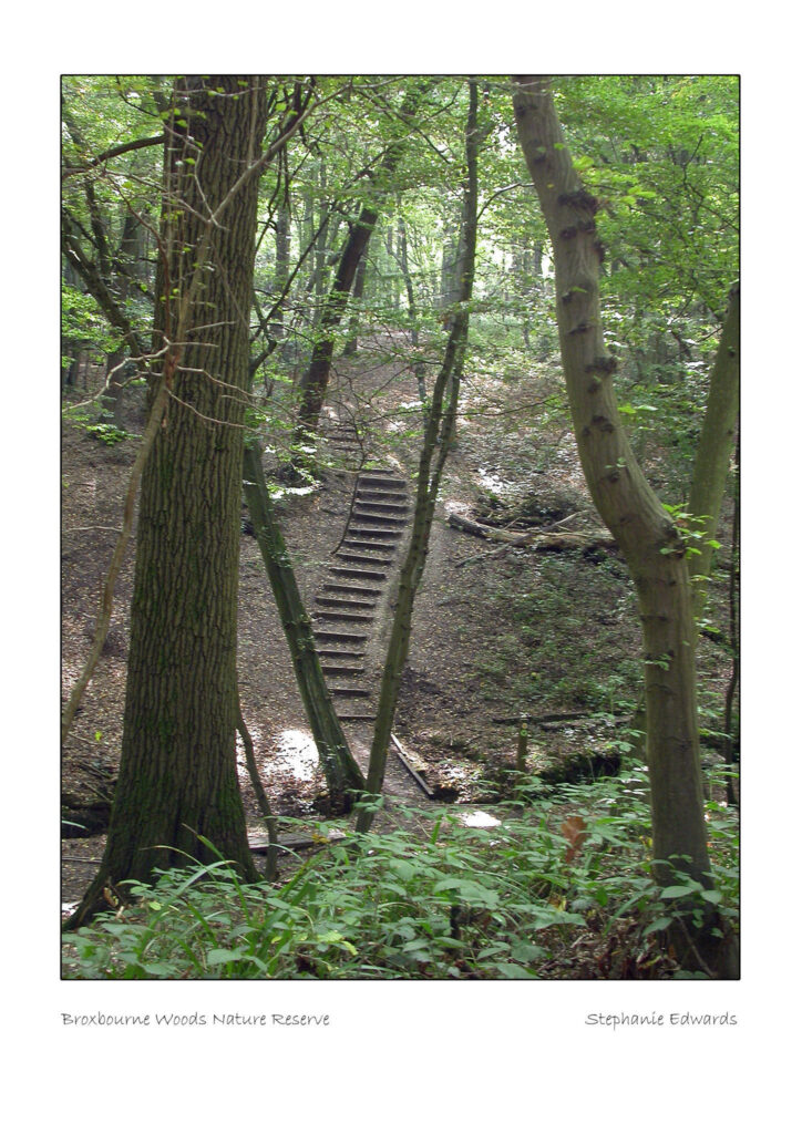 Woodland near Broxbourne,  A4  Framed photography