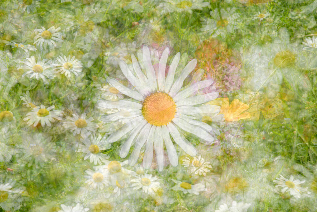 Dreamy daisies: impressionist, fine art, digitial composite photograph