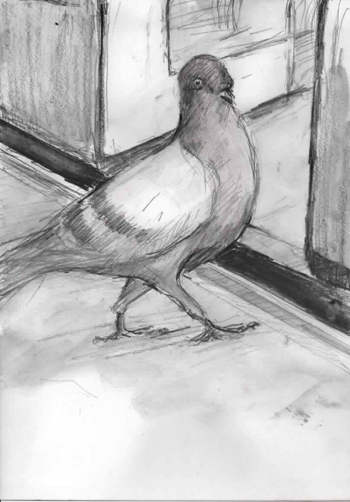 Pigeon ..Ilustration for a poem - pencil