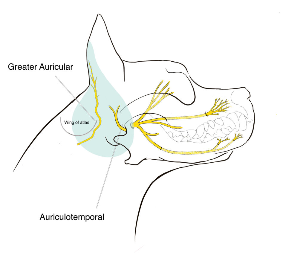 Nerves of the canine head. Digital illustration for a veterinary textbook. 