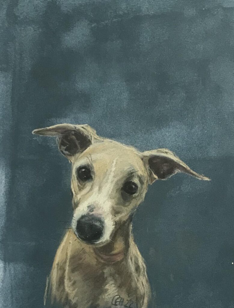 Cream whippet. Pastel on prepared card