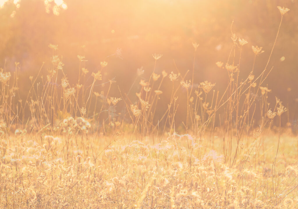 Meadow grasses, golden hour, digital composite photography