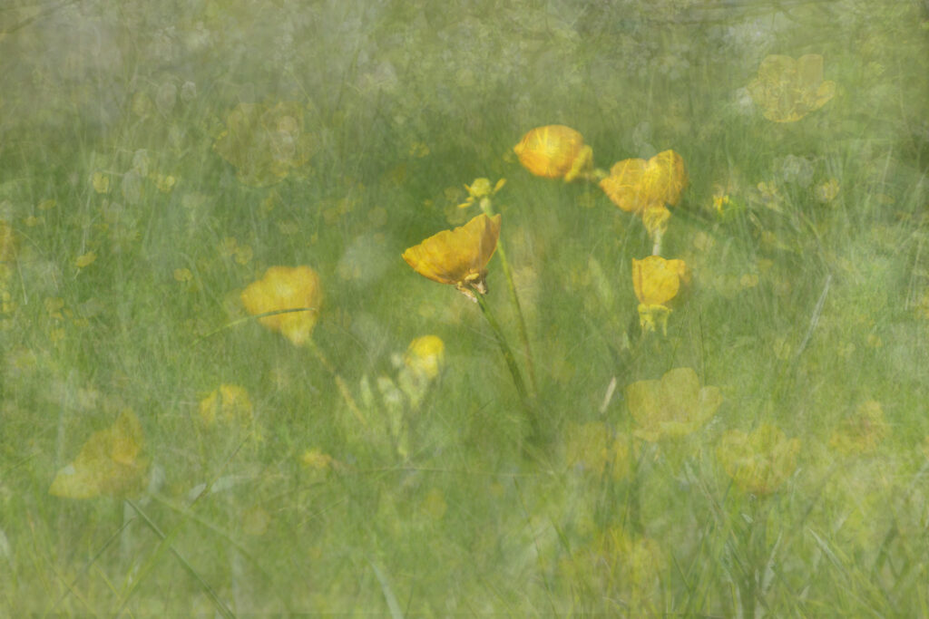 buttercups, composite layers of digital photos, impressionism
