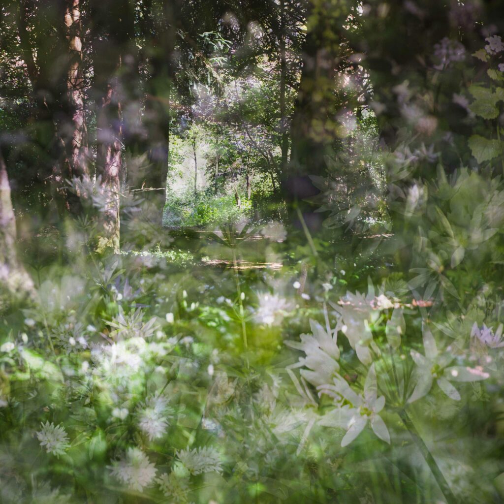 wild garlic, composite layers of digital photos