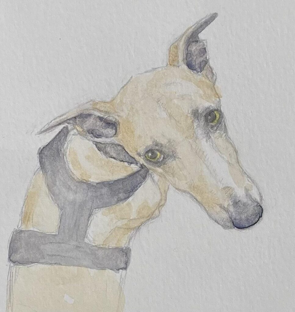 Golden whippet looking over their shoulder