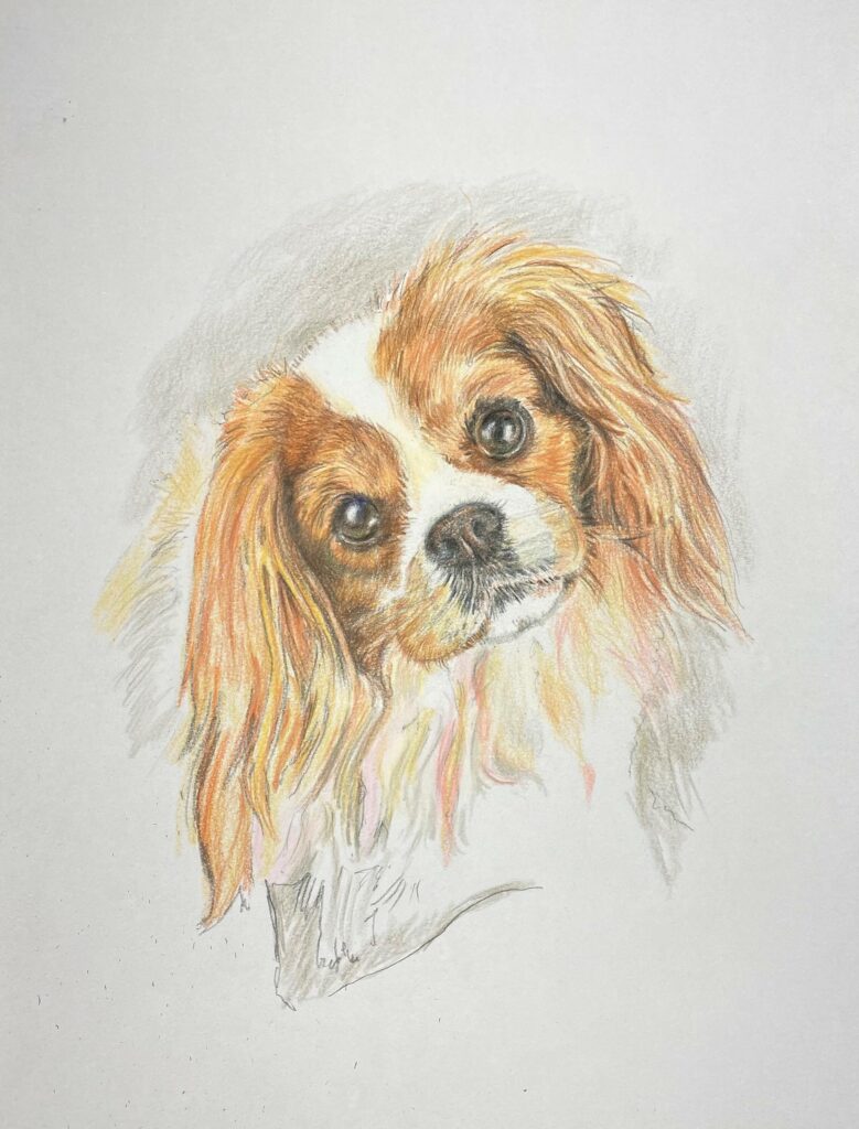 King Charles Spaniel puppy - coloured pencil 