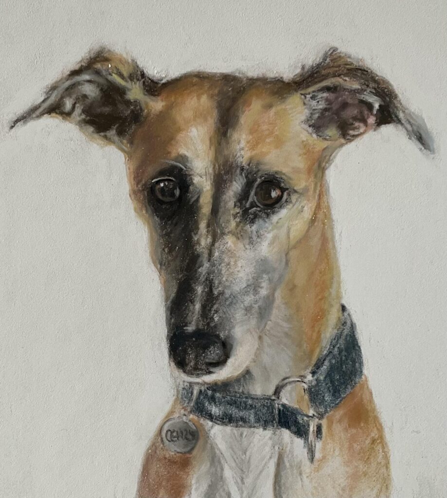 Fleur the lurcher. Pastel on card